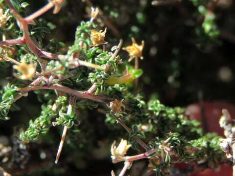 صورة Wahlenbergia nodosa (H. Buek) Lammers