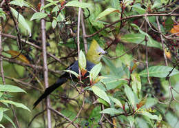 Image of Long-tailed Silky-flycatcher