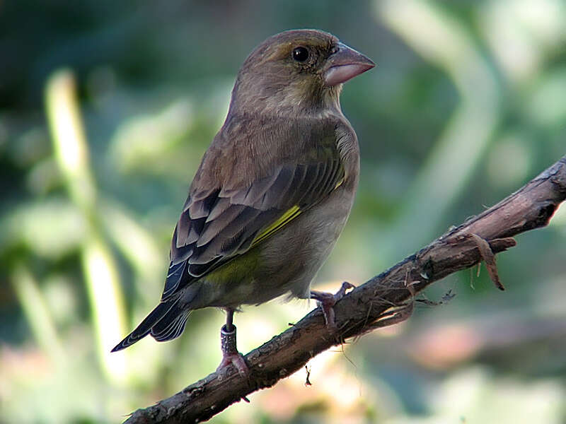 Image of Chloris Cuvier 1800