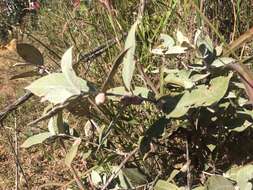 Image de Sabicea brasiliensis Wernham