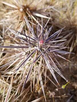 Image of <i>Corynopuntia parishii</i>