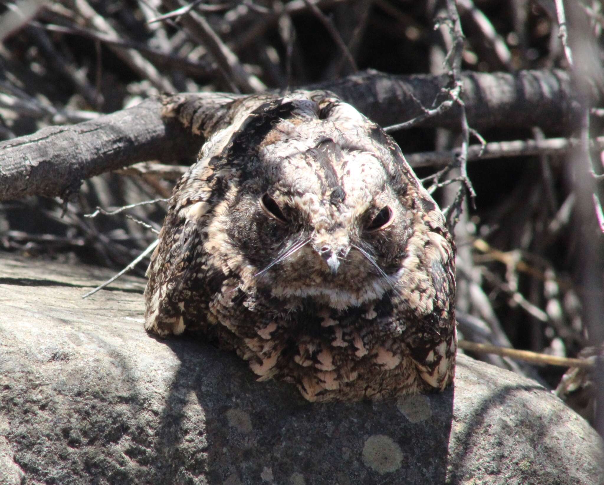 صورة Systellura longirostris bifasciata (Gould 1837)