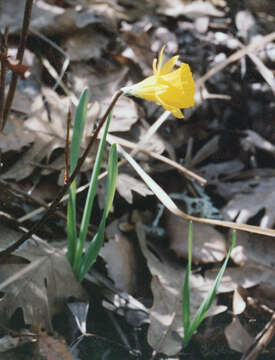 Image of Narcissus pseudonarcissus subsp. major (Curtis) Baker