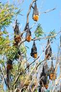 Image of Gray-headed Flying Fox