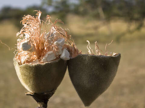 Image of African Baobab