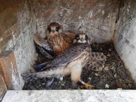 Image of Red-footed Falcon