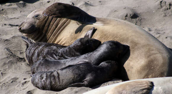 Image de Éléphant de mer du nord