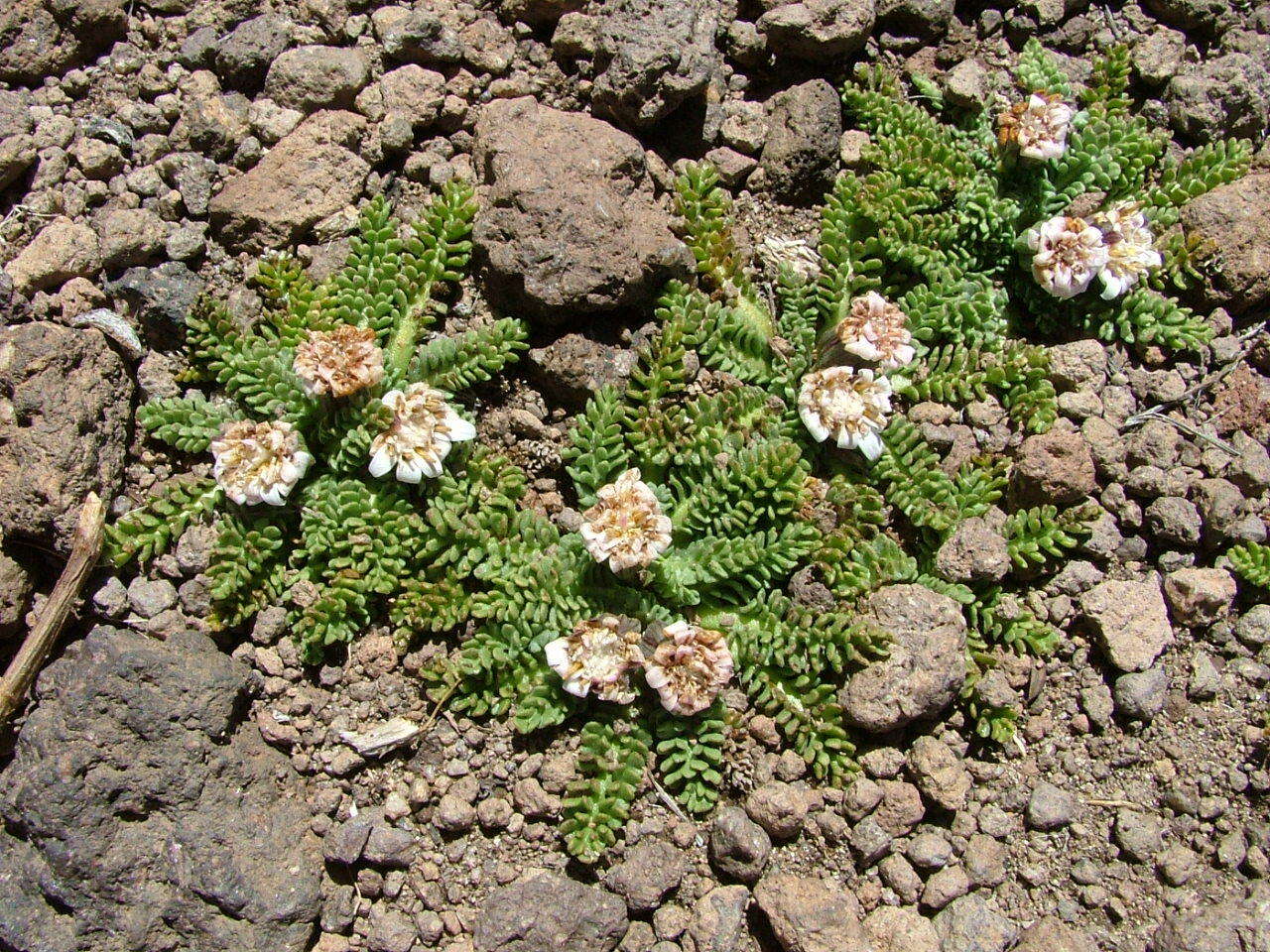 Leucheria scrobiculata Gill. & Don resmi