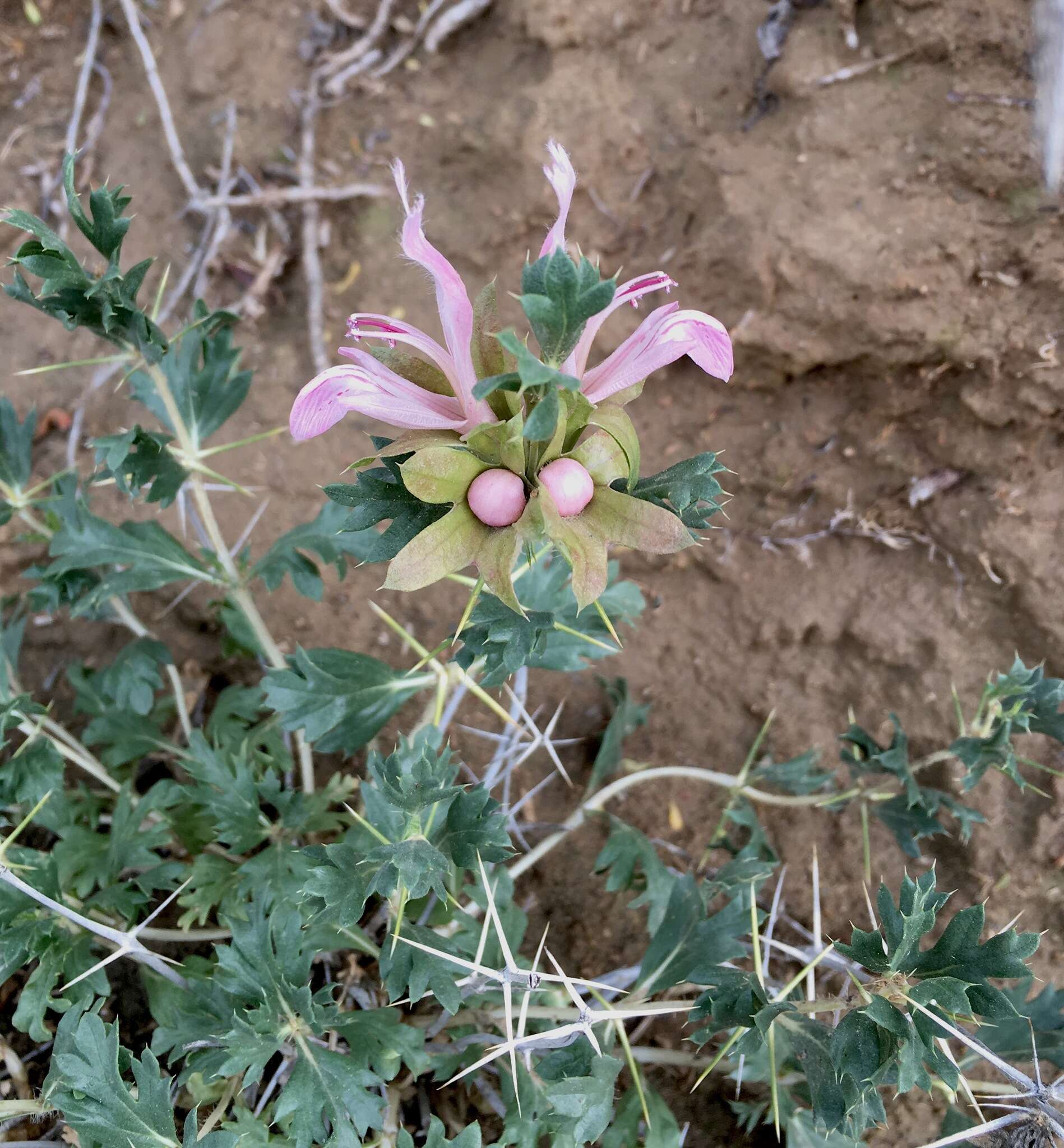 Lagochilus platyacanthus Rupr.的圖片