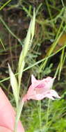 Plancia ëd Gladiolus nigromontanus Goldblatt