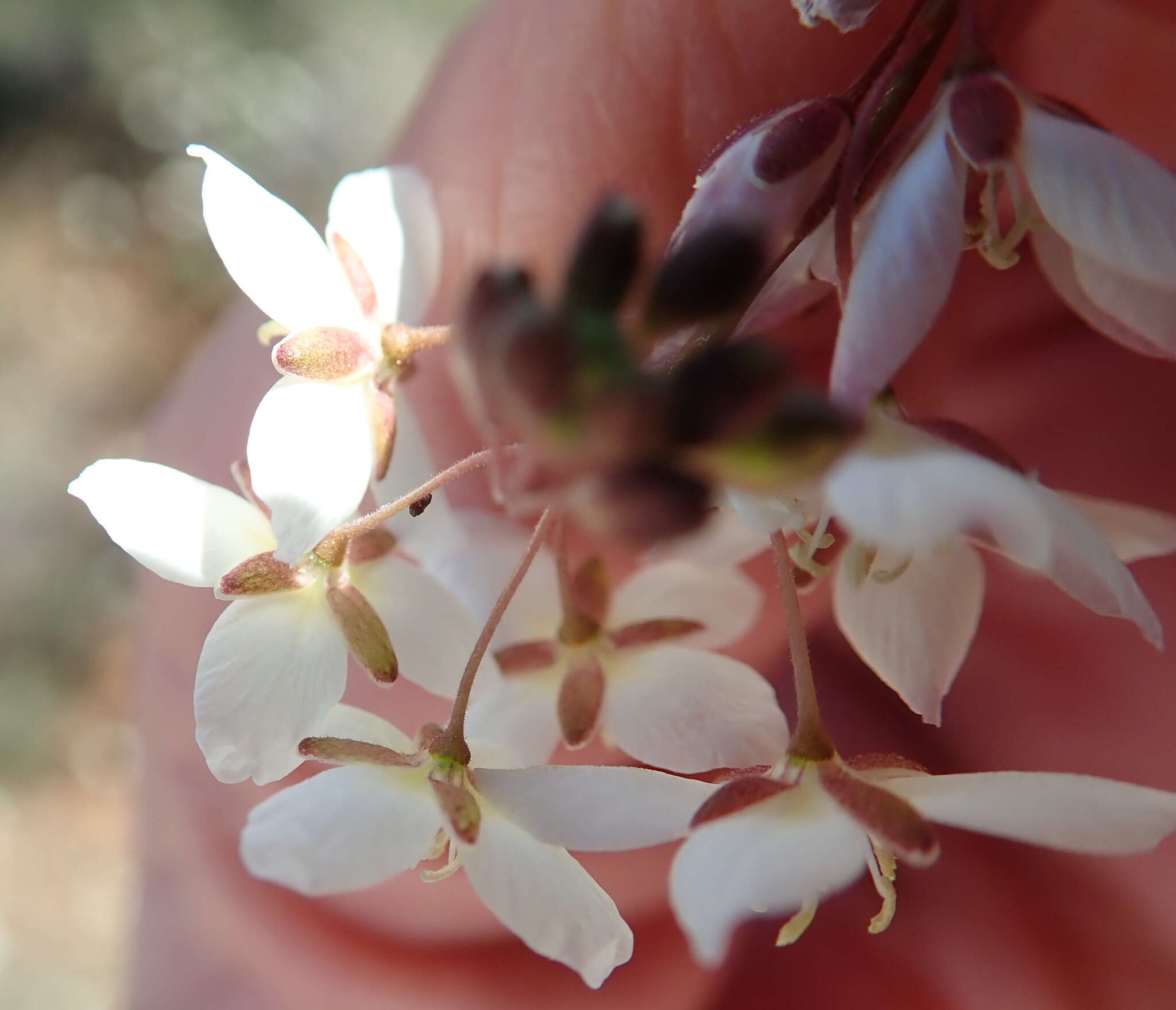 Image of Heliophila pubescens Burch. ex Sond.