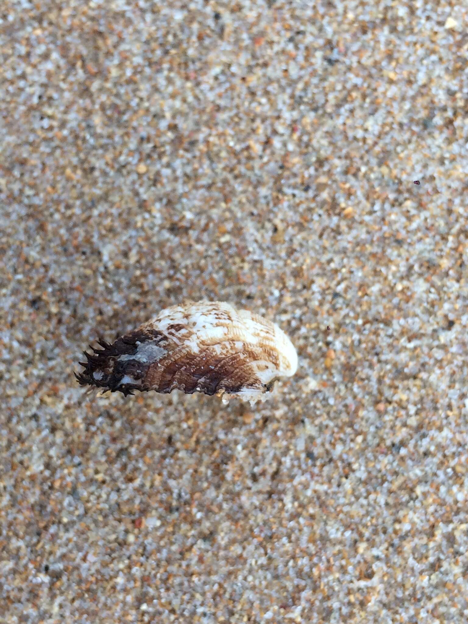 Image of white-beard ark shell