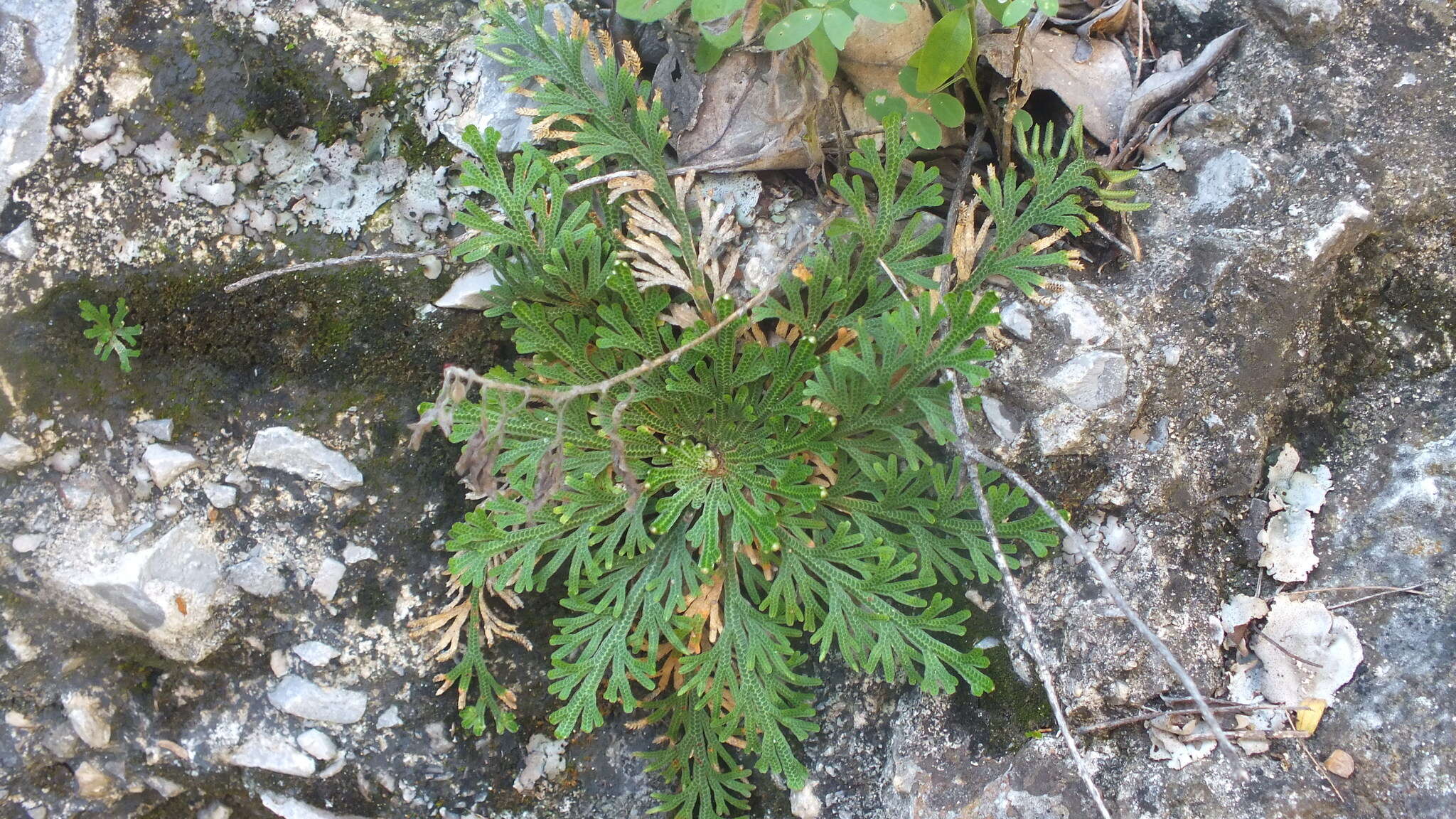 Selaginella lepidophylla (Hook. & Grev.) Spring resmi