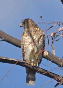 Plancia ëd Buteo platypterus (Vieillot 1823)