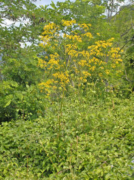 Image of Opopanax chironium (L.) Koch