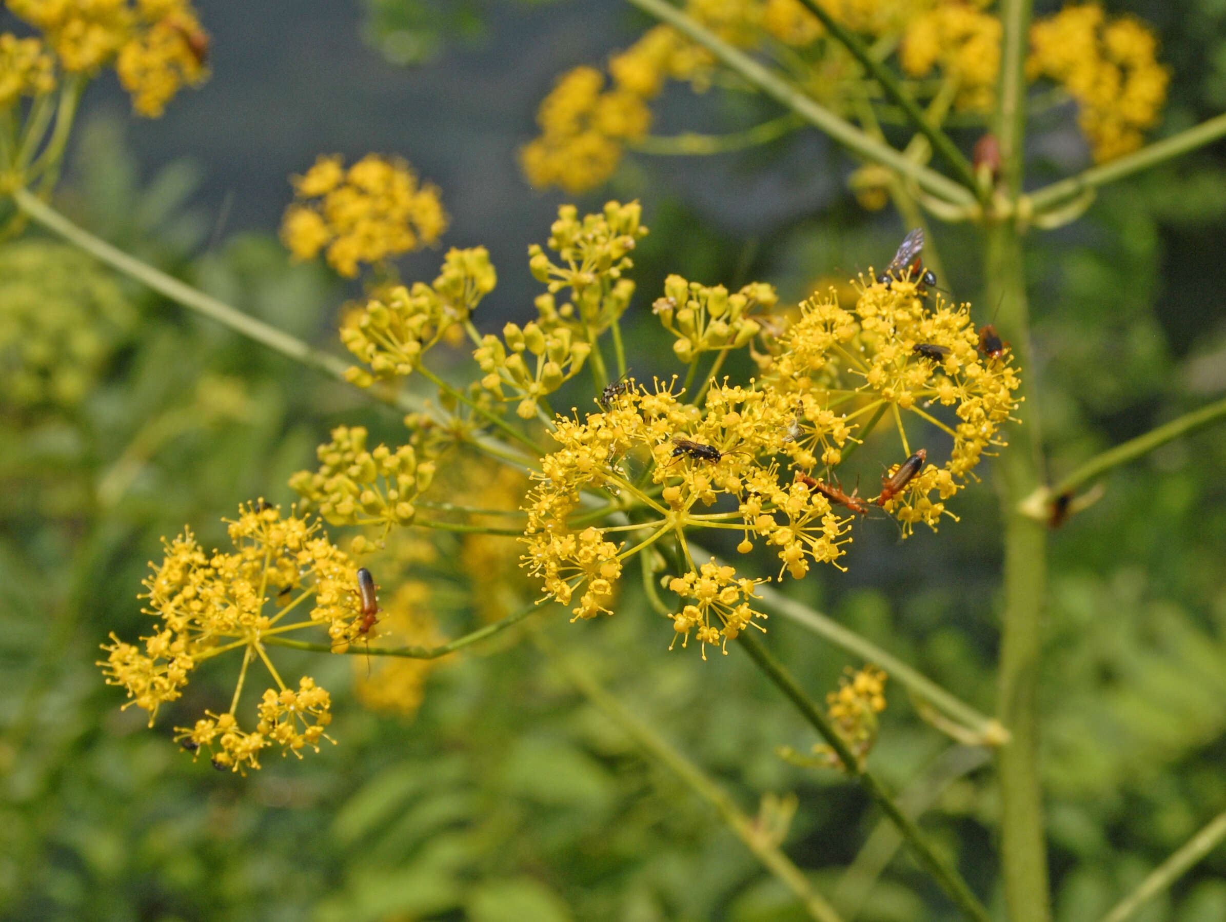 Слика од Opopanax chironium (L.) Koch