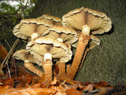 Pholiota squarrosa (Vahl) P. Kumm. 1871 resmi