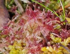 Sphagnum angermanicum Melin 1919的圖片