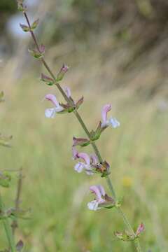 Imagem de Salvia eigii Zohary