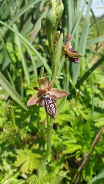 Image of Ophrys cretica subsp. ariadnae (Paulus) H. Kretzschmar