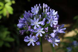 Imagem de Agapanthus praecox Willd.