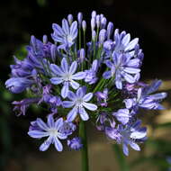 Imagem de Agapanthus