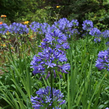 Imagem de Agapanthus praecox Willd.