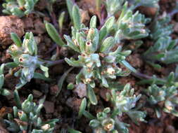 Image de Helichrysum leontonyx DC.