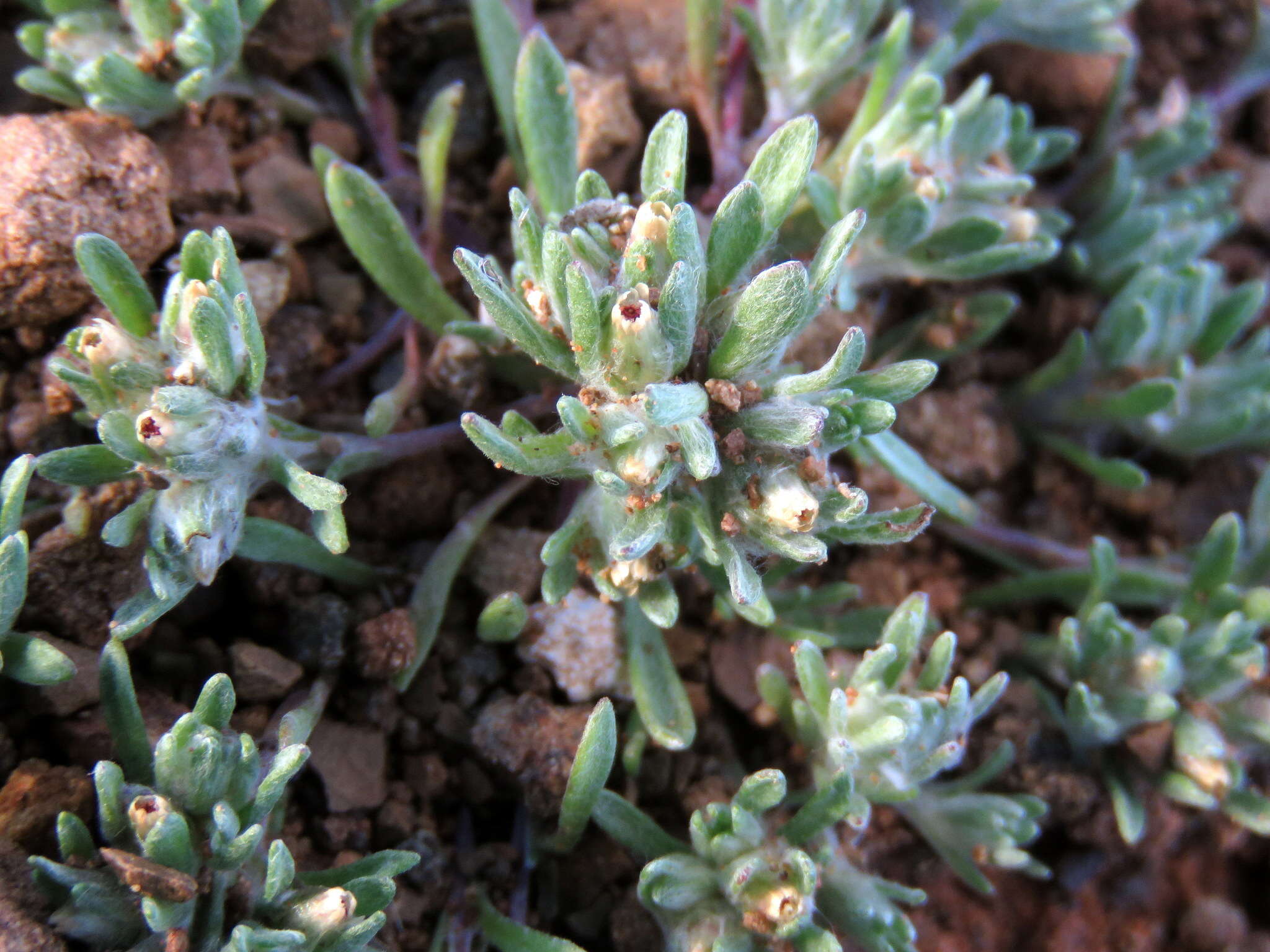 Image of Desert Cudweed