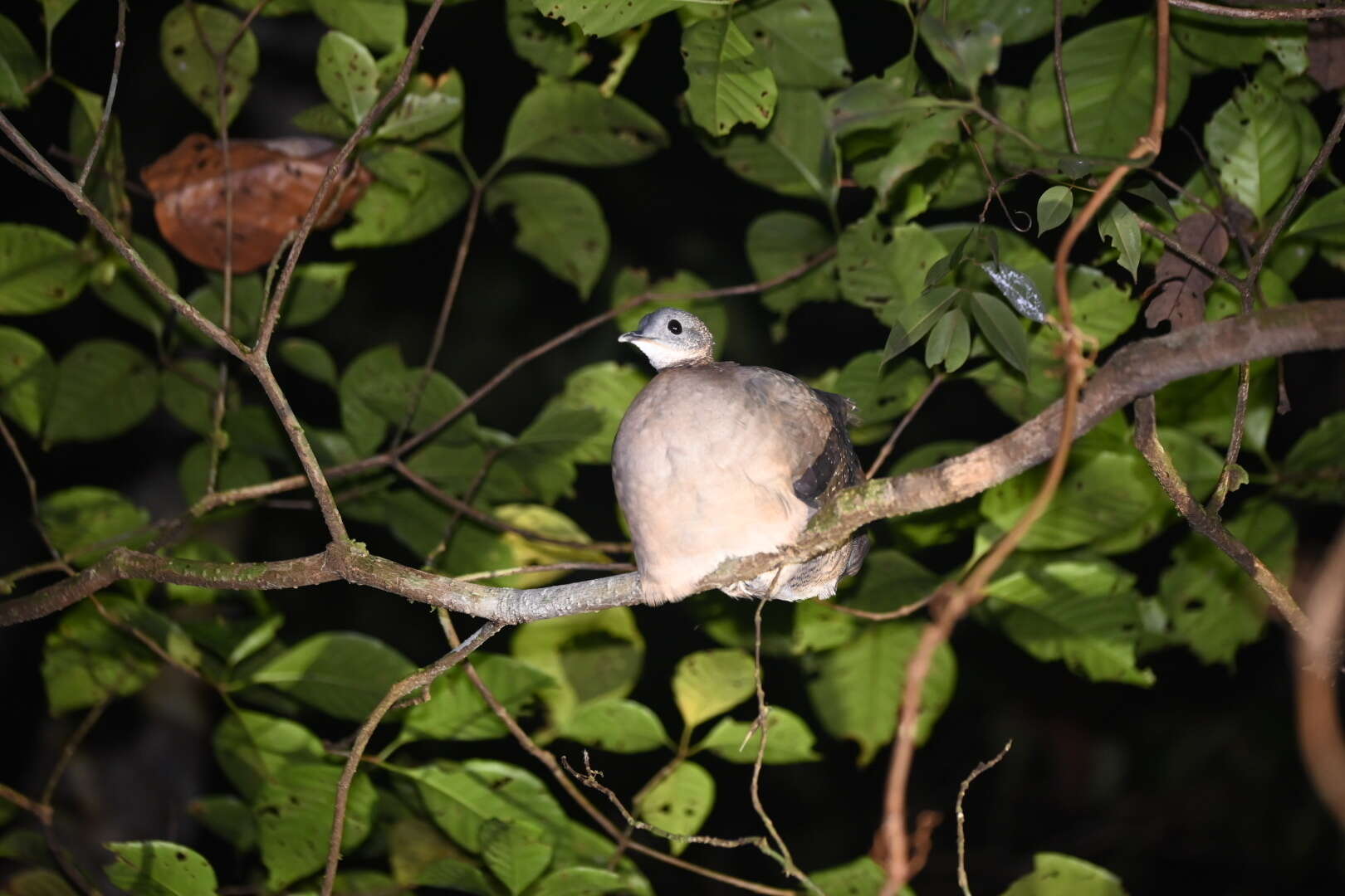 Image of White-throated Tinamou