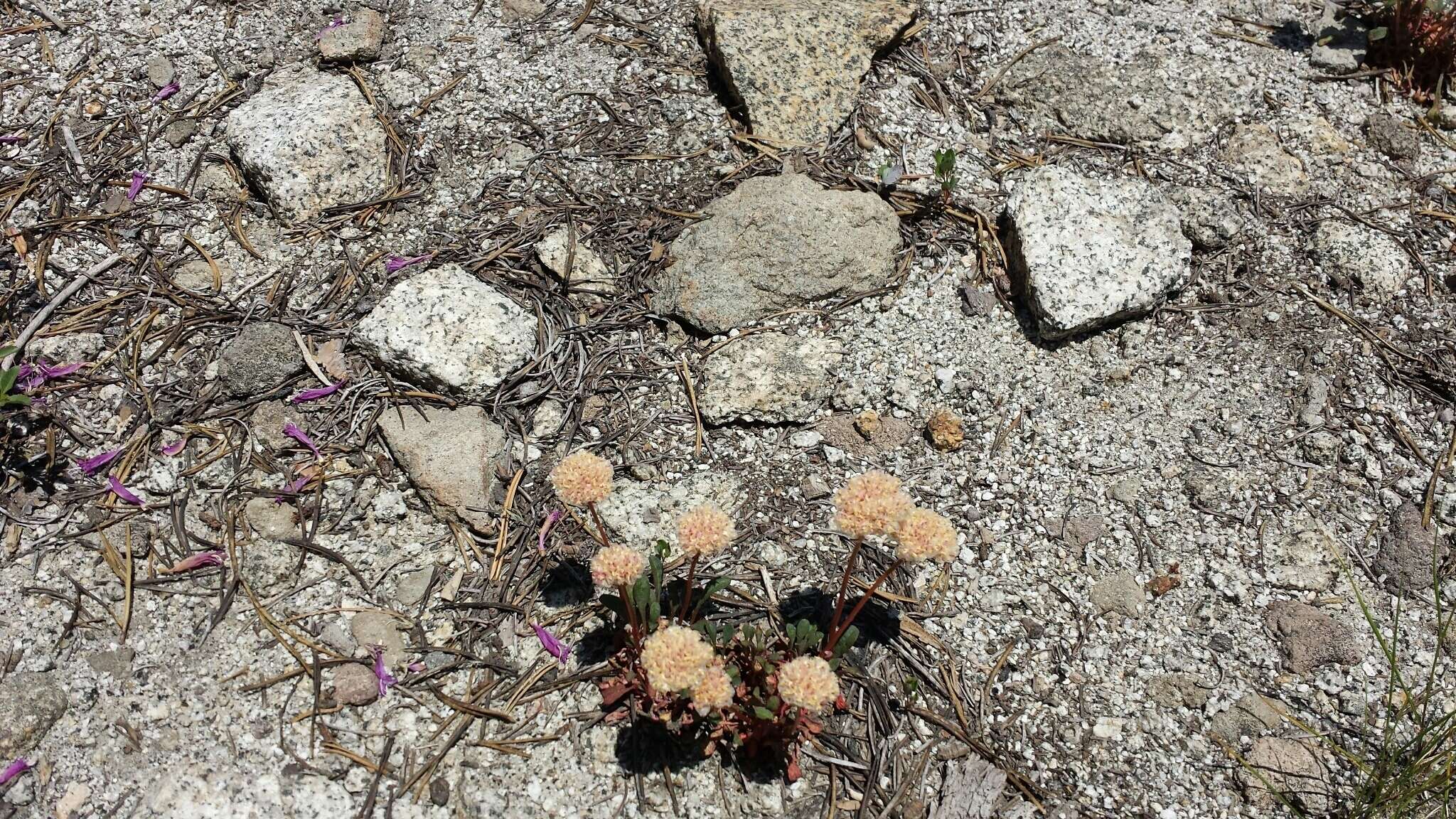 صورة Cistanthe monosperma (E. Greene) M. A. Hershkovitz