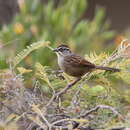 Image of Oaxaca Sparrow