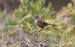 Image of Oaxaca Sparrow