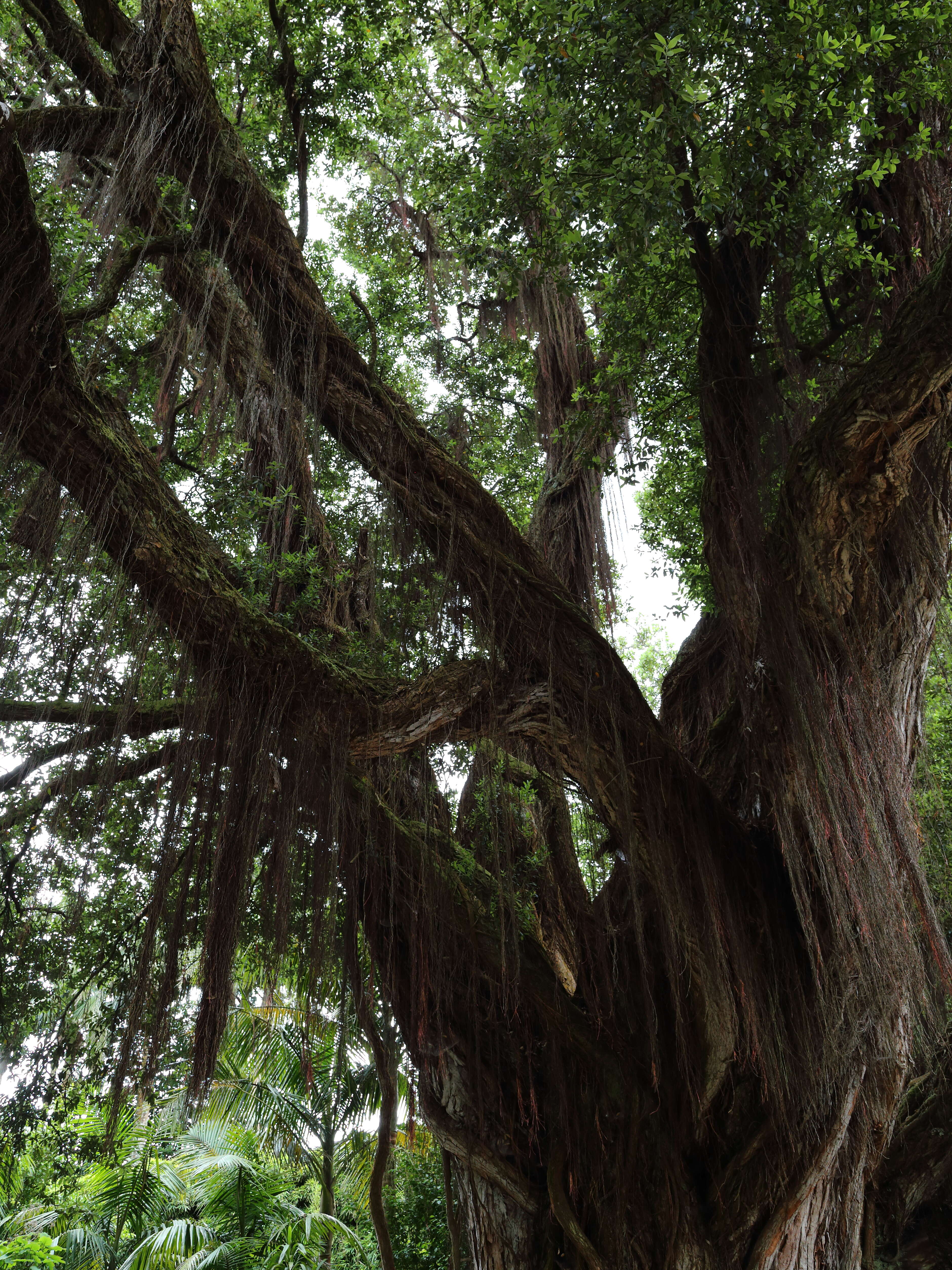 Image de Metrosideros robusta A. Cunn.