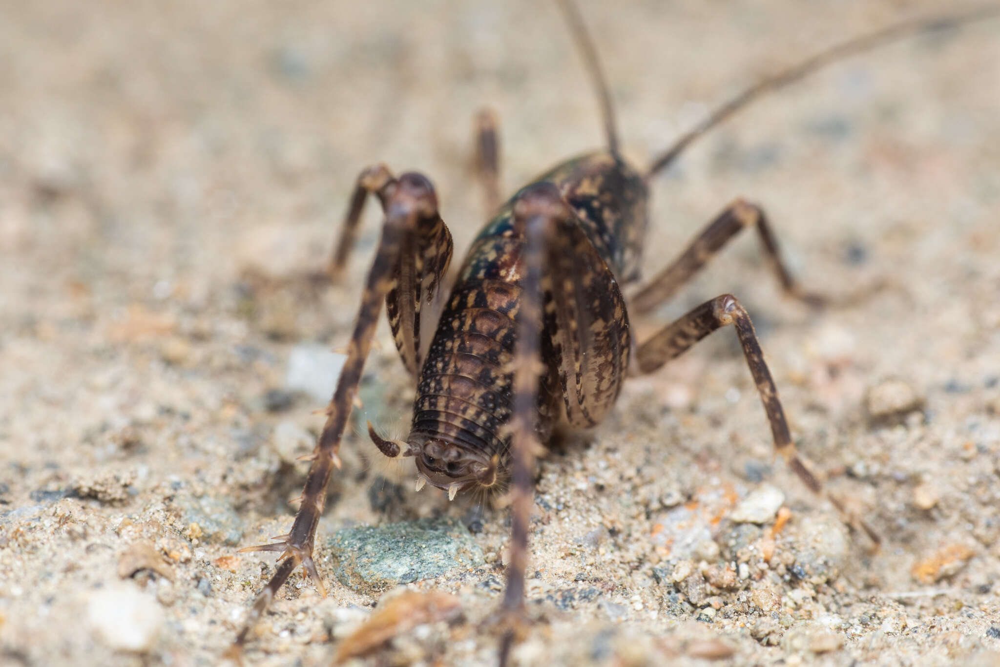 Pristoceuthophilus celatus (Scudder & S. H. 1894)的圖片