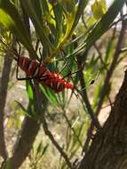 صورة Galaesus hasticornis (Thunberg 1784)