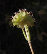 Imagem de Valerianella coronata (L.) DC.