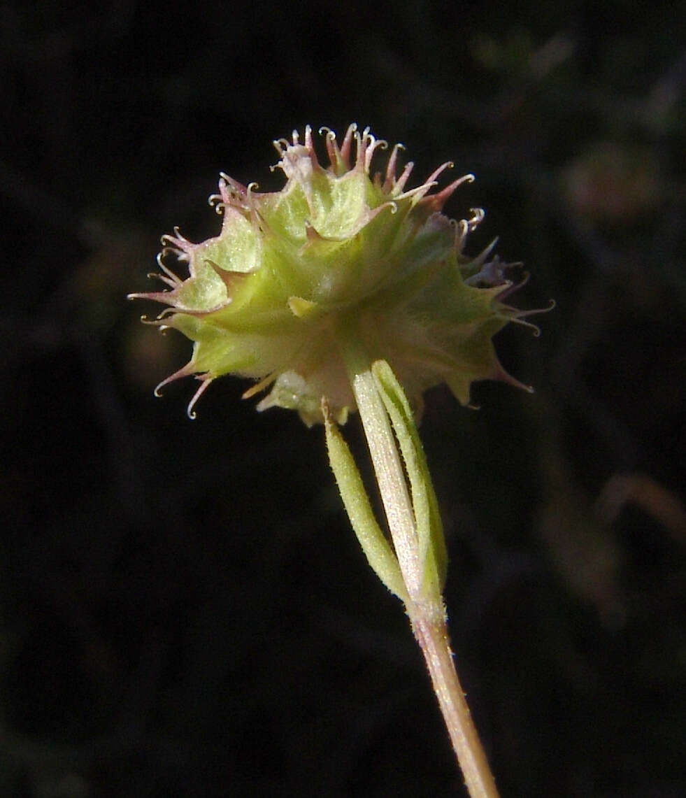 Image of Valerianella coronata (L.) DC.