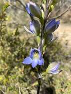 Image of Giant sun orchid