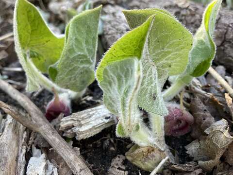 Image of Asarum canadense var. canadense