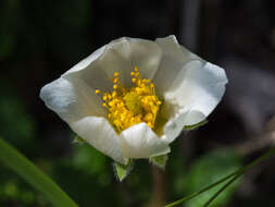 Imagem de Dryas octopetala L.