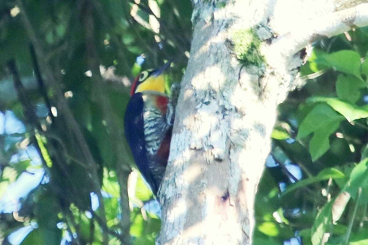 Image of Yellow-fronted Woodpecker
