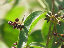 Image of purple milkweed