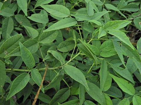 Image of French-grass