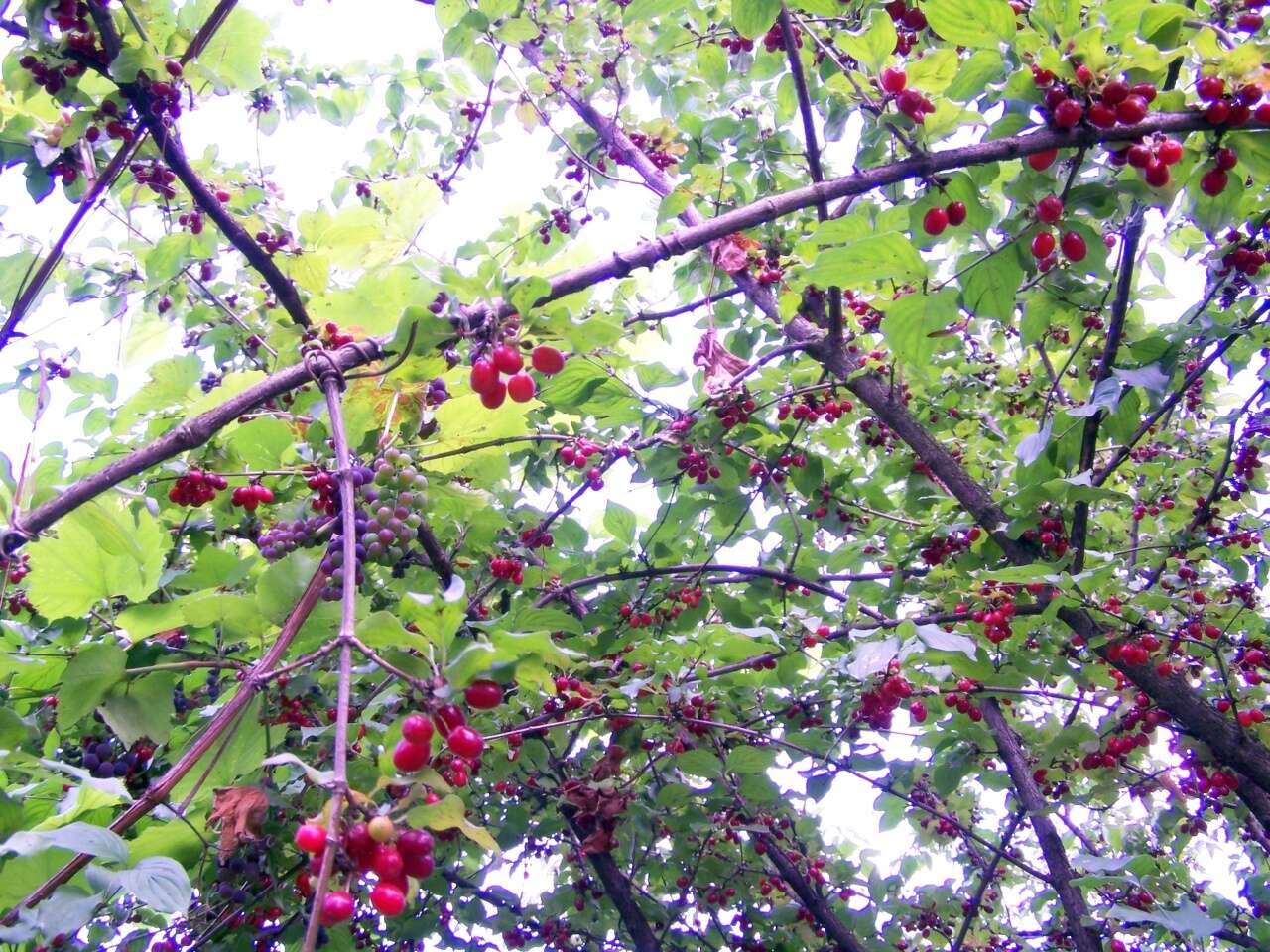 Image of Cornelian cherry dogwood