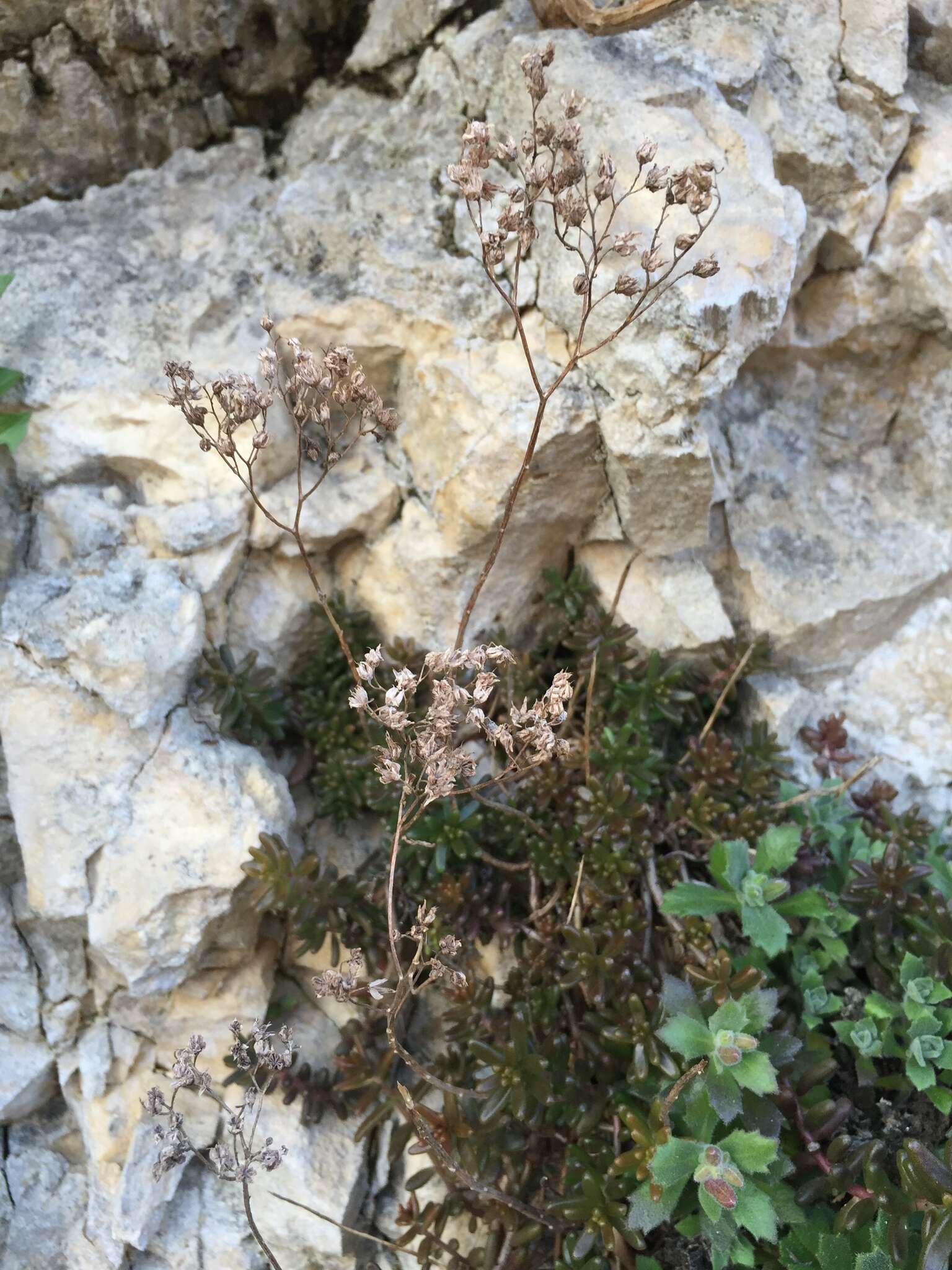 Image of White Stonecrop