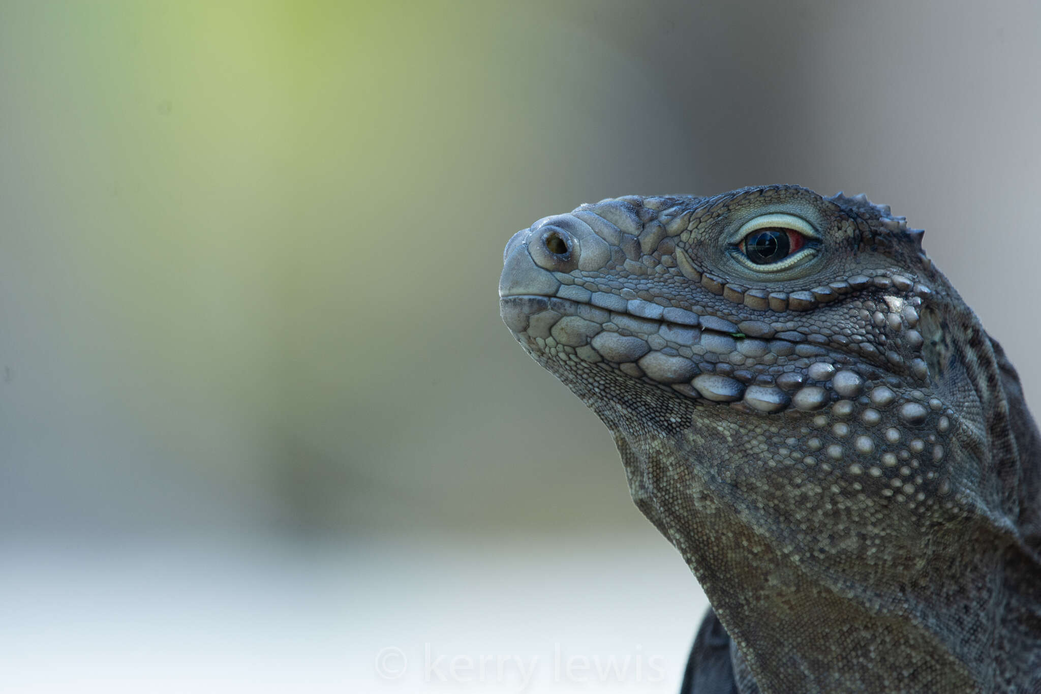 Image of Cayman Island Ground Iguana