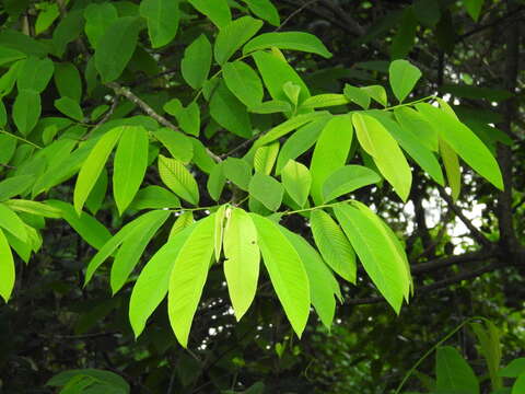 Image of Annona spraguei Saff.