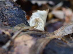 Mycena arcangeliana Bres. 1904 resmi