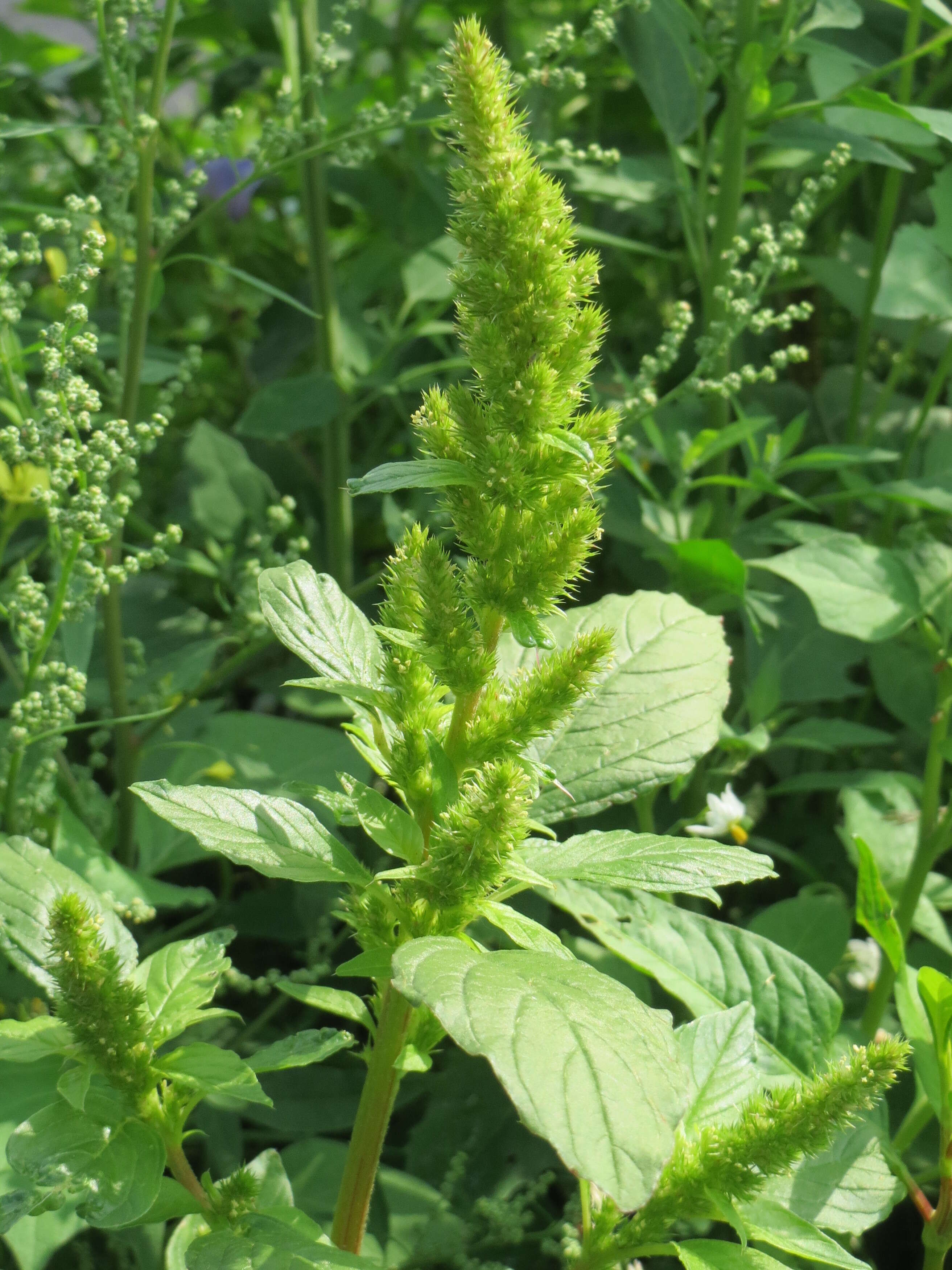 صورة Amaranthus retroflexus L.